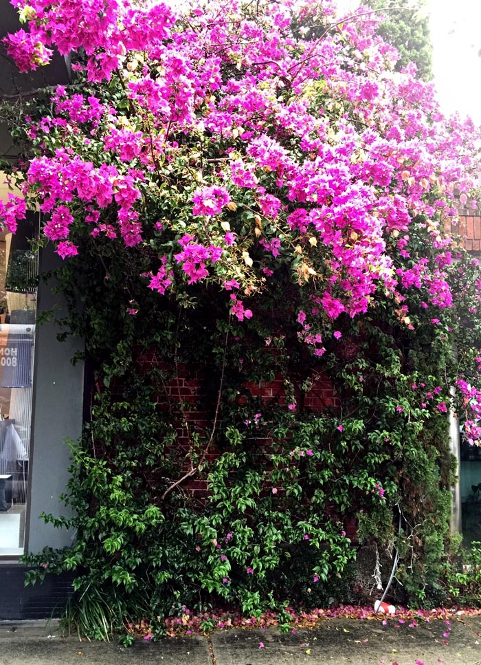 AS-Flowers